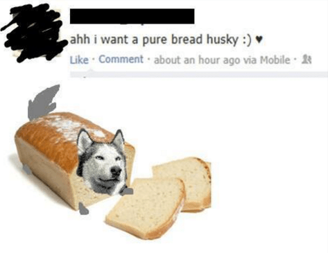 breadhusky